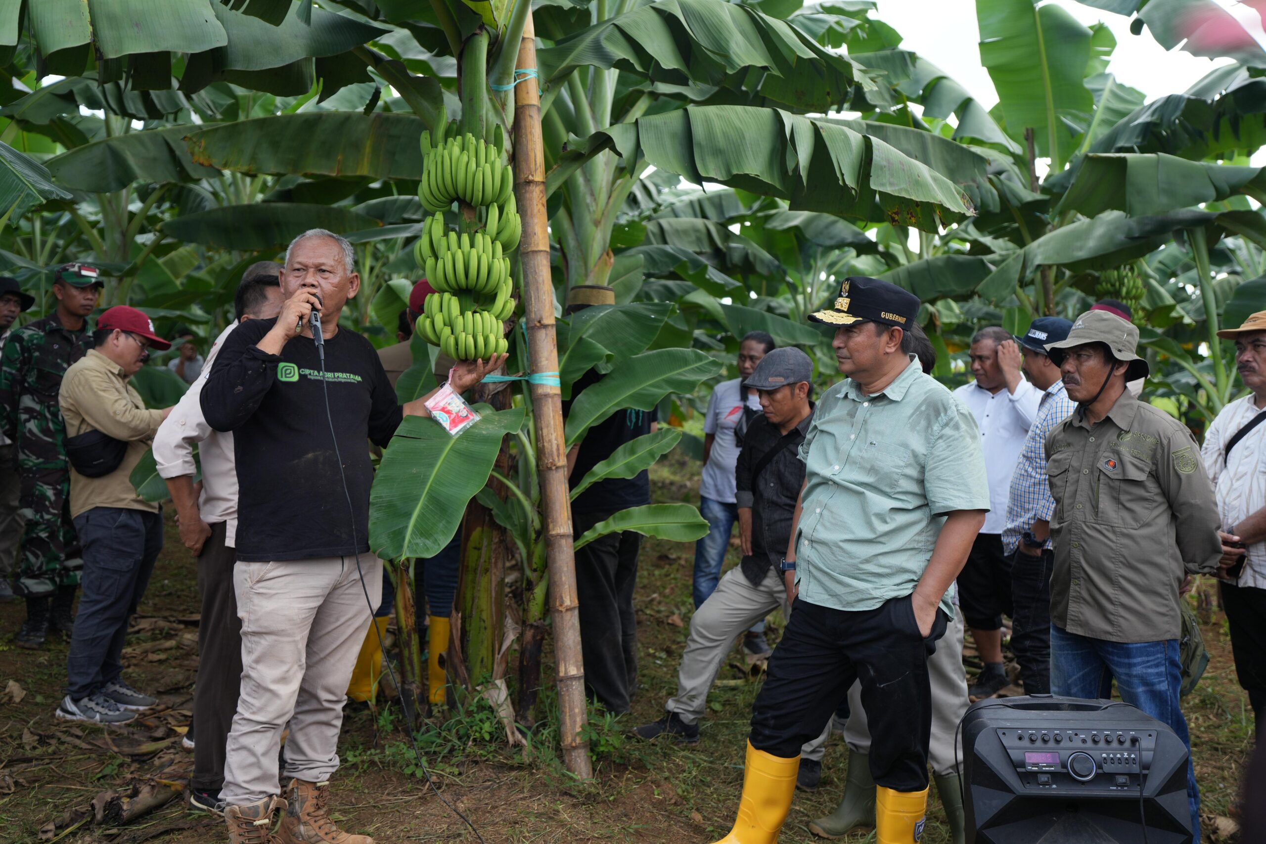 Siap- Siap Kembangkan Pisang Celavendish,Pj Gubernur Sulbar Bahtiar Ajak OPD Sulbar ke Lahan  Pisang Cavendish Di Bone yang Siap Ekspor